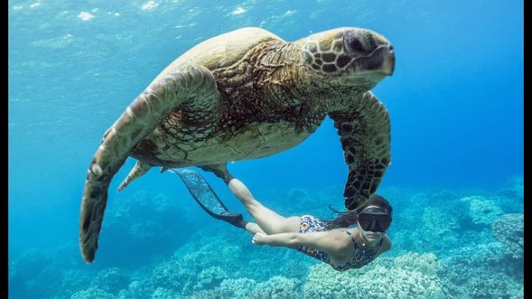 行程規劃:
10分鐘 填寫報名表單及保險
15分鐘 體驗潛水陸上教學簡報
15分鐘 換上輕裝
10分鐘 跟著教練騎機車至海邊
15分鐘 淺水區適應呼吸及練習技巧
30分鐘 循序漸進緩慢下潛、與海底生物共遊合照
10分鐘 上岸騎車返回潛水中心
15分鐘 盥洗、教練告知取照片流程