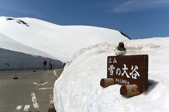 11:00 室堂・雪の大谷
【核心游览约2小时,含自由午餐】
在壮观的雪之大谷步行拍照,并可在此自由享用午餐。