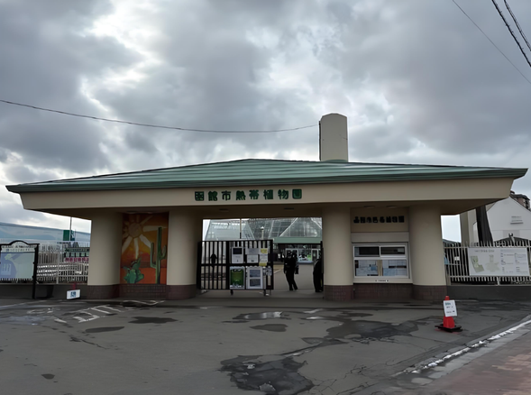 【函馆热带植物园】(约60分钟)可以看到奇异的仙人掌等品种繁多的热带植物,不过吸引游人目光的却是每年冬春季来此泡温泉的猴子。植物园内有一处温泉猴山,在12月-次年5月间,园内饲养的一群日本猕猴会来到温泉池里泡澡,经常一泡就是一整天,看着这些猴子快活惬意的样子,真的是很让游人们羡慕呢。