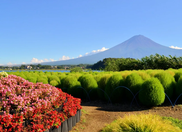 15:20 网红打卡胜地-河口湖大石公园(停留时间:约40分钟)