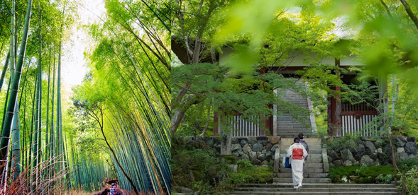 【岚山嵯峨野竹林】竹林小径长约500米,从竹林中穿过,你可以听到风吹过竹叶发出的天籁之音,这一声音也被评为日本100种较值得保留的声音之一。这里是拍摄《卧虎藏龙》的地方 ,小道内的天龙寺更是有着非常绝妙的日式庭园美景。