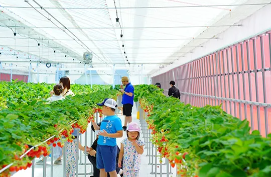 猪苗代草莓园是位于日本福岛县猪苗代地区的一处观光农业设施,以提供高品质的草莓采摘体验而闻名。