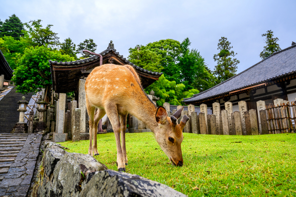 Nara Deer Park: Nara Park is one of the pioneers of modern parks in Japan. Located on the east side of Nara city, it stretches 4 kilometers from east to west and 2 kilometers from north to south, covering a vast area. Many of Nara's famous historical sites, such as Mount Wakakusa, Todaiji Temple, Kasugataisha Shrine, and the National Museum, are located here. In the 21st year of the Meiji era (1888), it became a prefectural park. In the 11th year of the Taisho era (1922), it was designated as a national scenic spot in Japan.