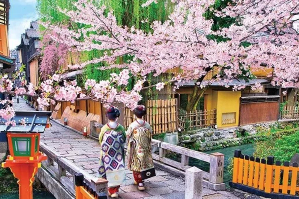 Gion Hanami Koji: Hanami Koji is an unmissable stop. This is one of the most famous flower streets in Kyoto, adjacent to Gion Shijo Street. It preserves a large number of ancient buildings from the Edo period (1603-1867). Despite experiencing hundreds of years of wind and rain, there is no sense of decay, and time seems to have come to a standstill here.