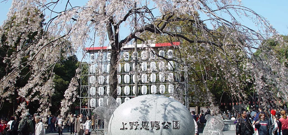 Ueno Park, Japan's first park, boasts a rich historical and cultural heritage, along with picturesque scenery. Inside the gates of Ueno Park, you can see the bronze statue of the Meiji-era shogun, Saigo Takamori. The Toshogu Shrine, built in 1650 to honor Tokugawa Ieyasu, is a magnificent structure flanked by 95 stone lanterns and 195 bronze lanterns. The largest lake in the park, Zenkoji Lake, is a stopover for countless migrating birds. Nearby are the Great Buddha Pagoda, Gojozenshijinja Shrine, Folk Customs Museum, and various museums. Every spring, when the cherry blossoms bloom, this is the best place to enjoy them.