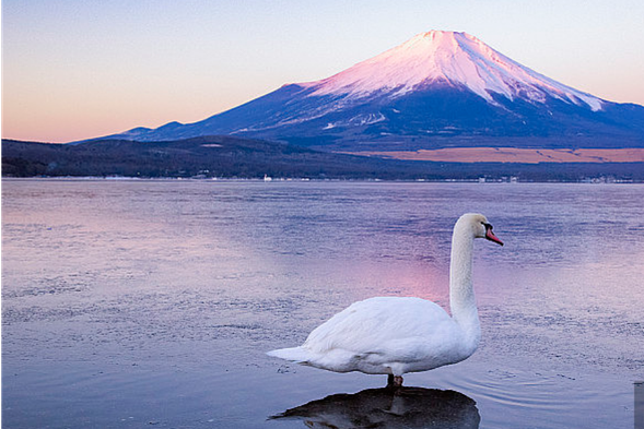 【山中湖白鸟之湖】富士山脚下的美丽湖泊,以其宁静的自然环境和优雅的白鸟而闻名。湖 面广阔 ,四周环绕着壮丽的山景,特别是在秋冬季节,富士山的倒影映衬在湖面上,形成迷 人的风景。游客可以在湖边散步、骑自行车,或参与各种水上活动。此外,湖区还设有观鸟 平台 ,吸引了许多摄影爱好者和自然爱好者前来观赏和拍摄美丽的鸟类。