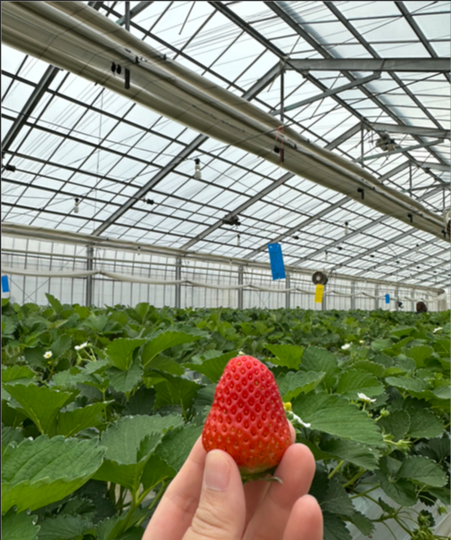 近来,日本的农业由于市场的自由化和价格降低,全球变暖的环境变化,生产者的高龄化和核算性的农地放弃等各种各样的主要原因重叠,可以说处于非常严厉的环境下。丸中农场着眼于地区不再使用的农地的活用和对国货·安全性的佩服高涨的需求,建立了能够为地区·环境做出贡献的事业。