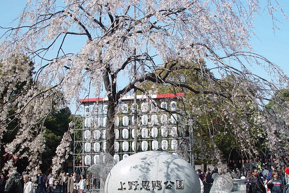 Ueno Park, Japan's first park, boasts a rich historical and cultural heritage, along with breathtaking scenery. Inside the gates of Ueno Park, you can see the bronze statue of the Meiji-era shogun, Saigo Takamori. The Toshogu Shrine, built in 1650 to honor Tokugawa Ieyasu, is a magnificent structure, with 95 stone lanterns and 195 bronze lanterns lining the path. The largest lake in the park, Zonnyo-ji Pond, is a popular stopover for countless migrating birds. Nearby are the Great Buddha Pagoda, Gojo Shrine, Folk Customs Museum, and various museums. Every spring, when the cherry blossoms bloom, this area becomes the best spot to admire them.