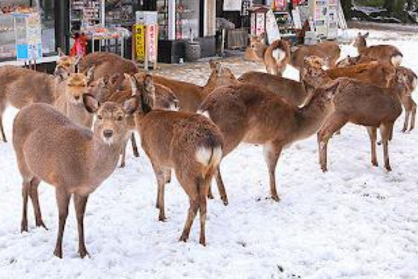 Nara Park is located on the east side of Nara City Street, with a length of 4 kilometers from east to west and a width of 2 kilometers from north to south. It covers a vast area and is home to many of Nara's famous historical sites such as Wakashima, Todaiji, Kasuga Daisha, and the National Museum. In Meiji 21, it became a prefectural park and was a pioneer of modern parks in Japan. Nara Park is a place where deer herds are relatively concentrated, and it is easy to see young deer, so some people also call it "Sika Deer Park".
