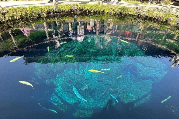 【富士锦鲤码头】是一个宛如人间仙境的观光胜地,坐落于富士山脚下,湖面波光粼粼 ,四 周绿意盎然。在这里,游客不仅可以尽情欣赏富士山的雄伟壮丽,还能与悠游在湖中的锦鲤 亲密接触 ,体验自然的和谐与宁静 ,感受一份独特的心灵洗礼。