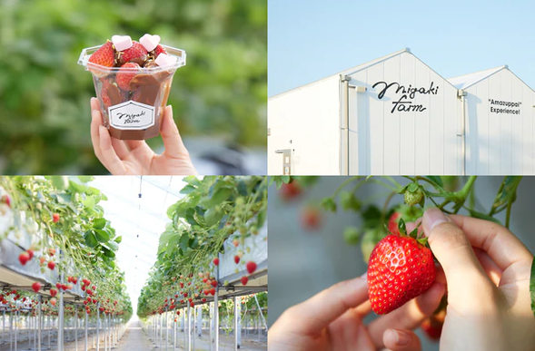 此外,採草莓時不能只靠蠻力硬拉,否則草莓會被壓扁。訣竅是用食指、中指挾住莖,然後扭轉手腕,輕輕摘下草莓。剛摘下的新鮮草莓,推薦從有蒂頭的一端開始品嚐,因為草莓的甜味集中在果尖,從有蒂頭的一端開始吃,直到最後一口都能嚐到原有的甘甜。