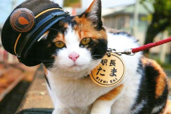 The Three Dash Wall endangers a part of the Wild Kumano National Park, which is a famous scenic spot in Shirahama and also a holy land for lovers. San Duan Bi is a famous cliff and cliff scenic spot located in Baibin Town, Ximulou County, Wakayama Prefecture. The San Duan Wall is actually a large rock wall that stretches for 2 kilometers and reaches a height of 50-60 meters in the sea. The most prominent point of the cliff is equipped with an observation deck for visitors to enjoy the sea view of Nanji. The cliffs here not only have magnificent natural scenery, but also various historical events have been constantly unfolding beneath them for centuries. During the Heian period (794-1185), pirates who plundered the area hid in caves on the three walls. )Go down to the underwater cave and pay for yourself at the Shirahama Storestore Market - the largest seafood market in West Japan. Enjoy delicious seafood and Japanese cuisine (including free lunch in the market, please pay for yourself). Visit the popular Cat Station Manager - Guizhi Station - learn about the legendary Cat Station Manager's story of rescuing a station that is about to close down (note: Cat Station Manager Er Yu has a rest day on Wednesdays and Thursdays, replaced by apprentice Station Manager Si Yu on duty)
