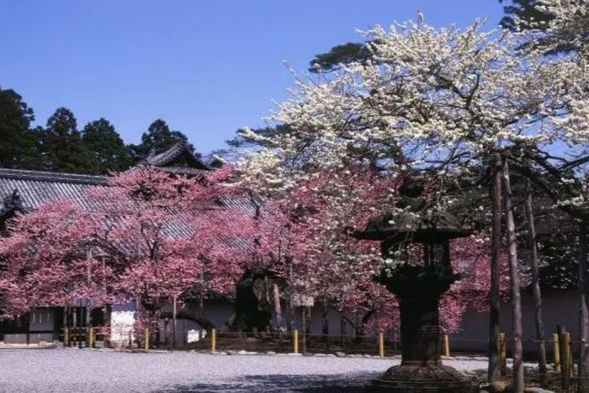 Ruiyan Temple is a Zen temple built by Ida Masamune and is listed as a national treasure of Japan. The temple is solemn and peaceful, surrounded by cedar forests, and the halls are carved with wooden carvings Both the painting and the painting are masterpieces of Taoshan culture. Entering this hall, the magnificent decorations and faint fragrance blend together to create a solemn atmosphere. Within the grotto complex on the mountain behind the templePlaced with the spirit tablets of successive feudal lords, it tells the history and beliefs of Sendai Domain. Strolling through it, one can feel the echoes of time and the spirit of a warrior.