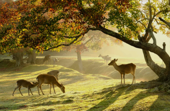 15:30▼奈良公园(约1.5小时,可自由活动)