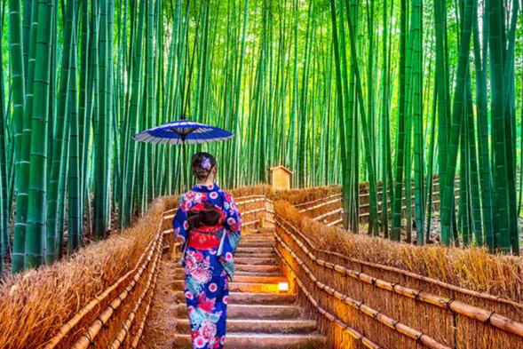 【岚山竹林小径】-静谧蓊郁的竹林小道
竹林小径位于岚山,长约 500 米,穿过野宫神社往大河内山庄步行即可到达岚山竹林。从竹林中穿过,可以听到风吹过竹叶发出的天籁之音,这一声音也被评为日本 100 种最值得保留的声音之一。同时这里也是李安拍摄《卧虎藏龙》的地方 ,小道内的天龙寺更是有着非常绝妙的日式庭园美景。岚山小径不仅春夏季清凉幽静,而且在每年 12 月岚山花灯会的时候,竹林和渡月桥会被灯光照到灿烂夺目,在冬日中更是别有一番景象。
【备注】此景点为自由活动,请各位贵宾合理安排景点游玩时间哦~