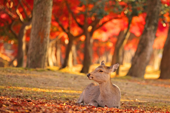 Nara Park is located on the east side of Nara City Street, with a length of 4 kilometers from east to west and a width of 2 kilometers from north to south. It covers a vast area and is home to many of Nara's famous historical sites such as Wakashima, Todaiji, Kasuga Daisha, and the National Museum. In Meiji 21, it became a prefectural park and was a pioneer of modern parks in Japan. Nara Park is a place where deer herds are relatively concentrated, and it is easy to see young deer, so some people also call it "Sika Deer Park".