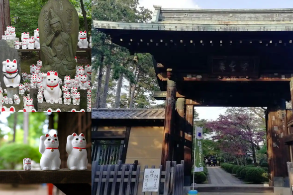 Hotei-ji Temple is a Zodo Buddhist temple located in Nijimachi, Setagaya Ward, Tokyo. It originated as a Rinzai nunnery founded in 1480 and was converted to the Zodo sect in 1584. The temple gained its name due to the reconstruction by the Hikone domain lord, Ii Naotaka, during the Edo period, with his religious name "Hotei Ten-ei-ji" serving as the source of the temple's name. As the birthplace of the Lucky Cat culture, the temple houses thousands of statues of Lucky Cats symbolizing good fortune and wealth, and features a dedicated "Lucky Cat Hall". The temple holds both religious and scenic value, with cherry blossoms in spring and autumn red leaves forming distinctive landscapes, and historical sites such as the Setagaya Castle ruins preserved in the surrounding area.