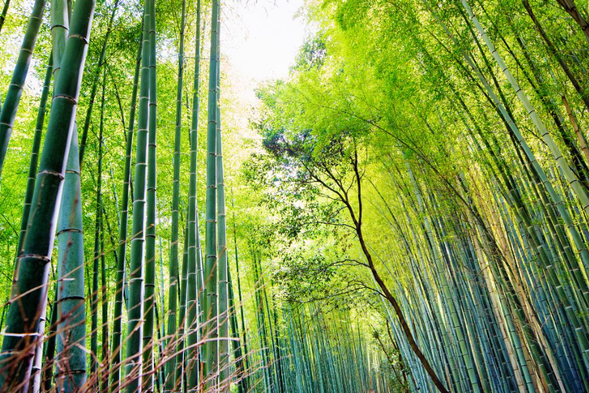 Arashiyama Sagano Bamboo Forest: The bamboo forest path is about 500 meters long. As you walk through the bamboo forest, you can hear the heavenly sound of the wind blowing through the bamboo leaves, which has also been rated as one of the 100 sounds worth preserving in Japan. This is where the movie "Crouching Tiger, Hidden Dragon" was filmed, and the Tenryuji Temple within the path boasts a stunning Japanese-style garden scenery.
