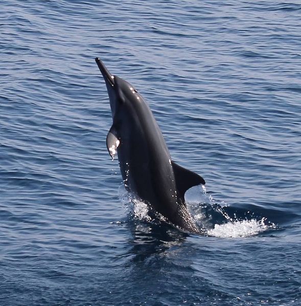 龜山島海域,海豚悠游翻跳。
