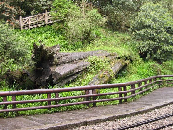 第1天
• 07:30台中火車站 (3A出口)
• 07:40-07:50台中市舊市區飯店 (鄰近台中火車站,逢甲夜市,市政府,勤美商圈等)
• 08:00高鐵台中站 (7號出口警察服務櫃台前)
• 梅子夢工廠(30分)
• 新中橫景觀公路~塔塔加遊客中心(60分)午餐 在塔塔加餐飲部用餐
• 獵徑與林鐵交織的森林國度--特富野古道(30分) 【此行程僅體驗前一公里】
• 探訪私房景點-水山線(70分)
• 【新八景之水山巨木】
• 入住阿里山遊樂區內合法民宿
• 早餐:自理 中餐:風味餐 晚餐:自理