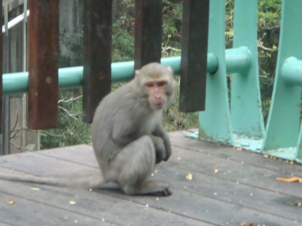 在泰源幽谷這個地方,獼猴們過著和前山的同類們截然不同的生活,依山傍水為群山環繞的絕美環境裡,成長著茁壯著,我們可以在泰源幽谷和可愛的獼猴們近距離接觸,更加了解他們的生活