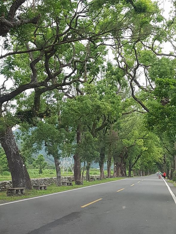 武陵綠色隧道-藏於縱谷中彷彿被時光凍結的一條綠色隧道,道路兩旁聳立許久的樟樹與木麻黃會為您遮蔽風雨或是炙熱的陽光,沁涼的微風迎面而來體會暫時與世隔絕的休閒自在。