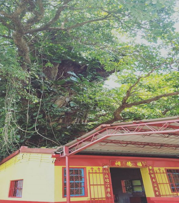 祈福-土地公廟+百年榕樹(10分)