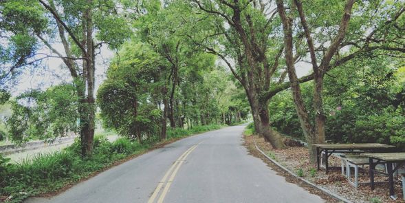 經舊台九線綠色隧道