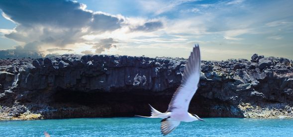 探秘北海,踏足秘境姑婆嶼,追尋燕鷗蹤跡(視季節而定)