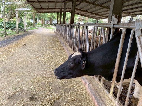 瑞穗牧場-站在鮮乳的原產地,一起見證那榮獲連三年台灣最佳品質鮮乳的誕生。站在牧場內感受花東縱谷天際與山巔連成一線的壯麗和寬闊,同時商店也販售著高品質的各類乳製品等著您。