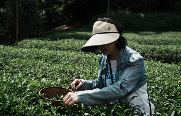 親手採茶