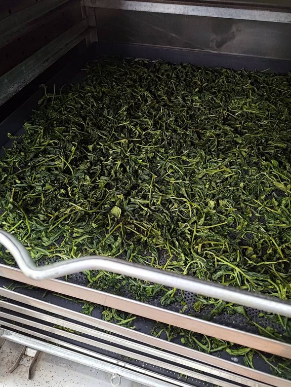 茶葉乾燥、午餐與休息