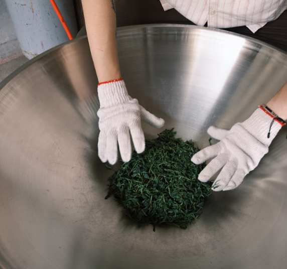 共同炒菁與製茶體驗