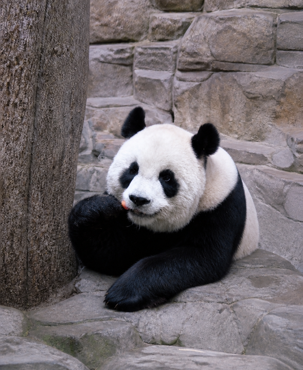 台北市立動物園見学(約90分/かわいいパンダと出会いましょう!)
