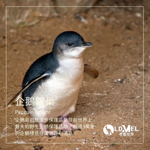 觀看企鵝歸巢 (普通看台)