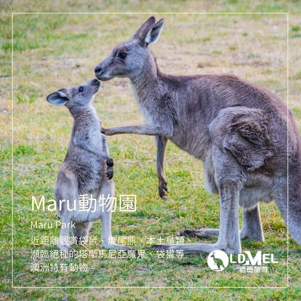 遊玩 MARU 動物園 (自費)
