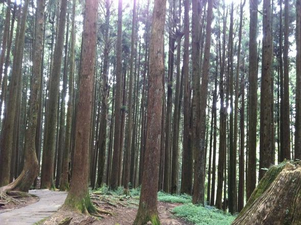 After checking in to the hotel, explore Alishan (dinner included)
Enjoy hiking in Alishan National Park at your own pace:
Mulan Garden → Sister Ponds → Shoujin Temple → Giant Tree Group → Divine Tree Station → Ciyun Temple → Tree Spirit Tower → Three Generations Tree → Elephant Trunk Tree → Alishan Work Station → back to the hotel
The itinerary can be adjusted based on your fitness level and the weather conditions on the day.