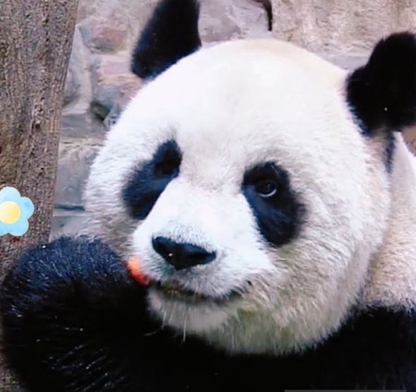 台北市立動物園見学(約90分/かわいいパンダと出会いましょう!)