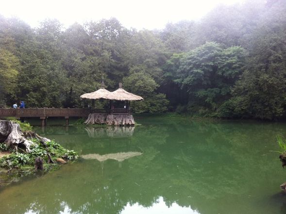 After checking in to the hotel, explore Alishan (dinner included)
Enjoy the Alishan hiking trail at your own pace:
Mulan Garden → Sister Ponds → Shoujin Temple → Giant Tree Group → Divine Tree Station → Ciyun Temple → Tree Spirit Tower → Three Generations Tree → Elephant Trunk Tree → Alishan Work Station → back to the hotel
The itinerary can be adjusted based on your fitness level and the weather conditions on the day.