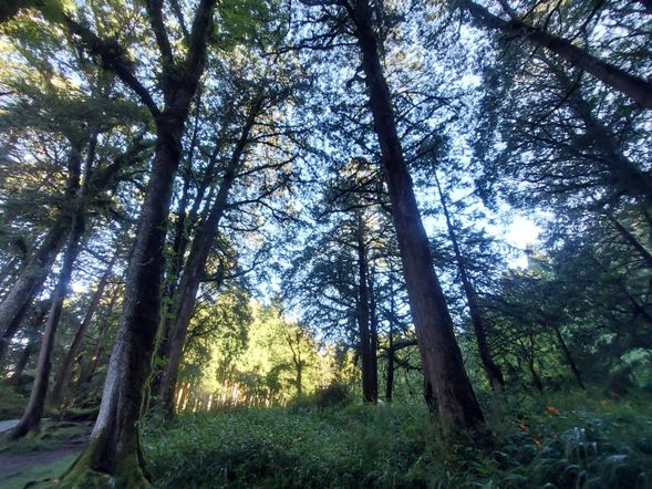 森林散策しながら阿里山駅へ下山(約1時間)