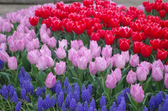 はままつフラワーパーク:チューリップ(見ごろ:3月下旬〜4月上旬)