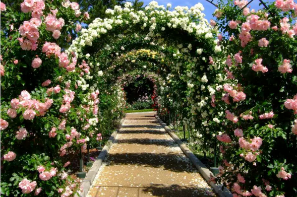 はままつフラワーパーク:バラのトンネル(見ごろ:5月中旬〜6月上旬)
