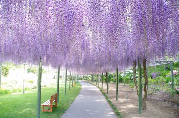はままつフラワーパーク:フジ(見ごろ:4月下旬〜5月上旬)