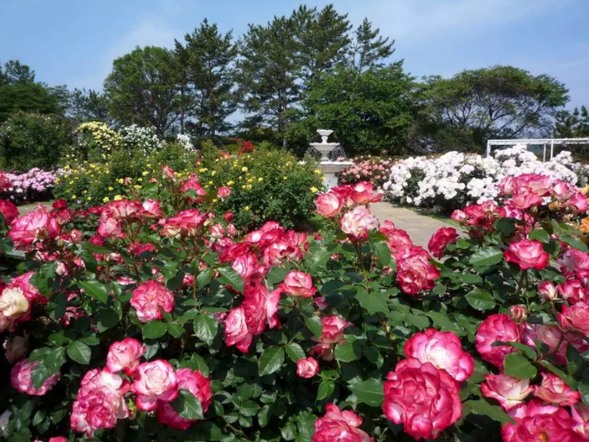 はままつフラワーパーク:ローズガーデン(見ごろ:5月中旬〜6月上旬)