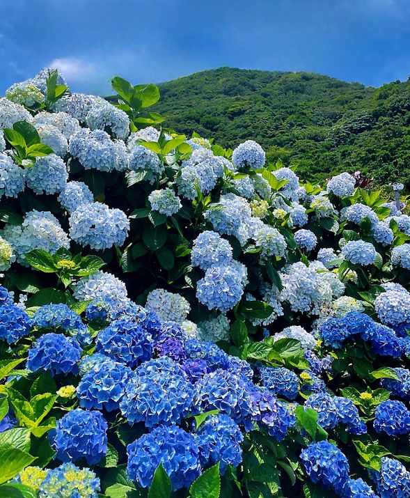 陽明山繡球花季