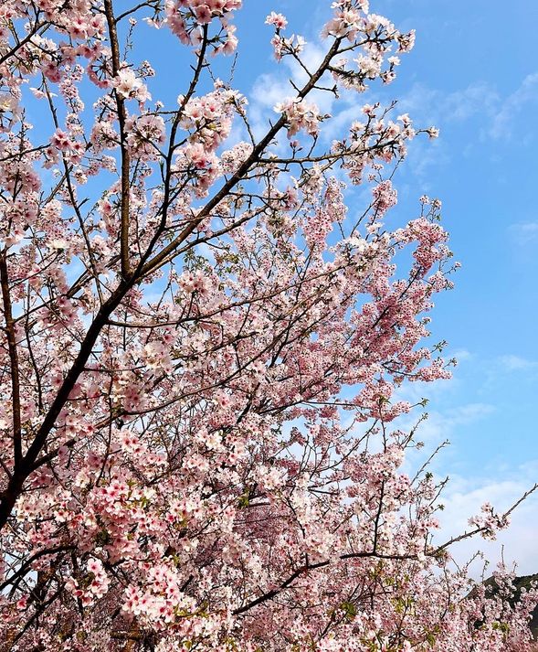 陽明山櫻花季