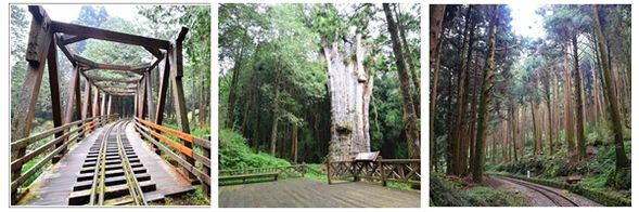 自由活動:建議可自行前往水山巨木步道,這是條結合昔日阿里山森林鐵道文化與探訪千年神木的步道,彷彿走進森林時光隧道,水山巨木步道全長約1.6公里,喜歡鐵道的懷舊感、森林的靜謐感、山鳥的啾啾聲,不妨造訪遊樂區水山巨木步道,感受幽靜的阿里山。*出發前建議先將行李整理好後寄放飯店大廳。