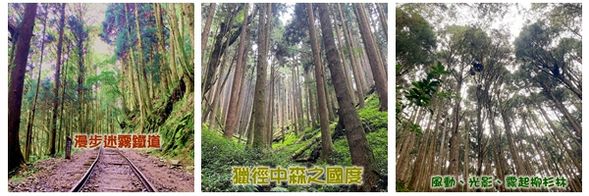 於茂密的林間深處,巍峨挺立的綠樹蔭蔽著遊人的步履,當踏入北鄒族昔日的獵徑,遙想深山荒野中的追逐與獵殺;輕撫古道中舊鐵路的遺跡,彷彿可以看見日治時期蒸汽火車穿梭於山林之間、運送木柴的生動景象,這裡是特富野古道。特富野古道昔日因豐富的紅檜、扁柏資源而開發,如今古道重整成階梯式步道,鋪設礫石與木枕。雖然往昔熱鬧運輸的景象已然隱逝,但古道內仍保留部分舊鐵道鋪面及棧橋,供後人懷想舊時光火車蒸氣奔騰的榮景。特富野古道蜿蜒於豐盛生態之中,「自忠」前方進入,先是一片蒼翠挺立的柳杉併木,繼續往深處走,林像則轉為闊葉原始森林,是享受自然、感受歷史的絕佳選擇!
特別說明: 此行程規劃路線為自忠路口進入,步行3公里後原路折返回自忠路口處,全程平坦好走。(全程來回約2.5小時左右)