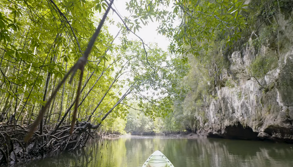 沉浸在美麗紅樹林的景色和自然迴繞聲音之中