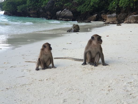 " Yongsakem Bay ( Monkey Bay ) " 猴子海灘,在那裡你可以看到數百隻獼猴在奔跑。